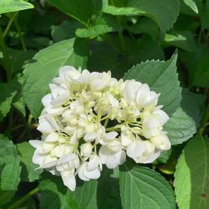 Hydrangea macrophylla Sister Theresa