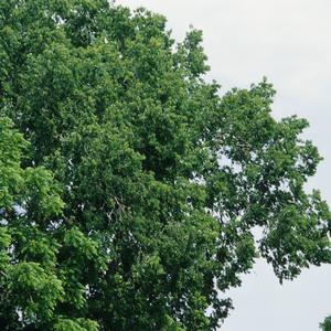 Celtis occidentalis 