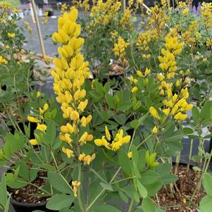 Baptisia American Goldfinch