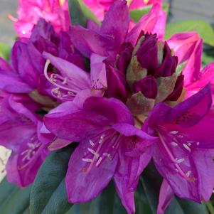 Rhododendron Anah Kruschke