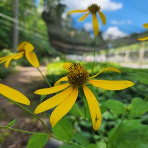 Rudbeckia laciniata 