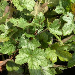 Heucherella Pink Revolution