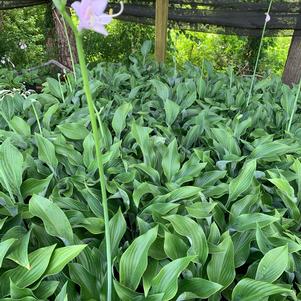 Hosta Krossa Regal