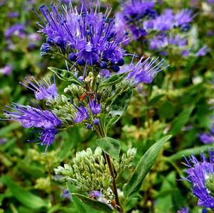 Caryopteris X clandonensis First Choice(pp11958) 