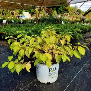 Cornus stolonifera Arctic Sun® (pp19892) 