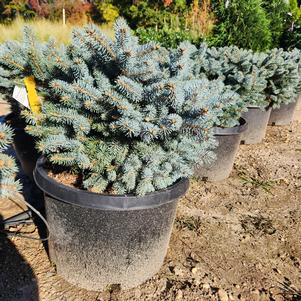 Picea pungens Glauca Globosa