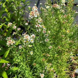 Aster ericoides 