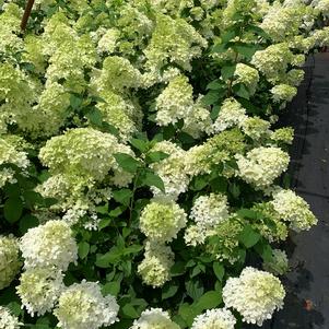 Hydrangea paniculata Limelight (PP12874) 