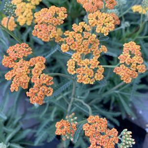 Achillea millefolium Terra Cotta