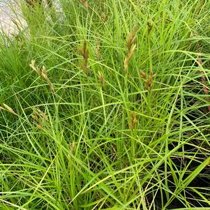 Carex muskingumensis 