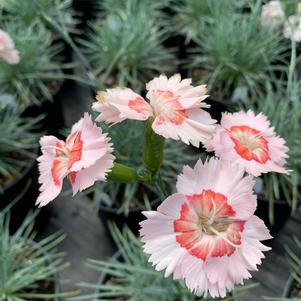 Dianthus Georgie Peach Pie