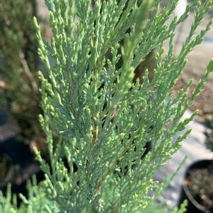 Juniperus scopulorum Moonglow