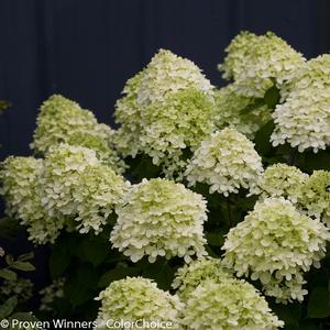 Hydrangea paniculata Little Lime®(PP22330) 