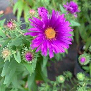 Aster novae angliae Purple Dome