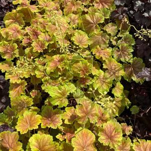 Heuchera Delta Dawn