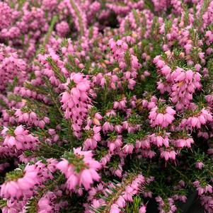 Erica X darleyensis Pink