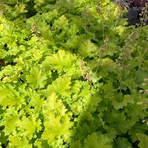 Heuchera Twist of Lime