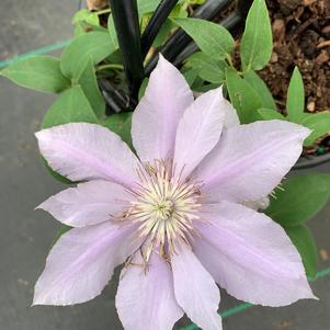 Clematis Filigree