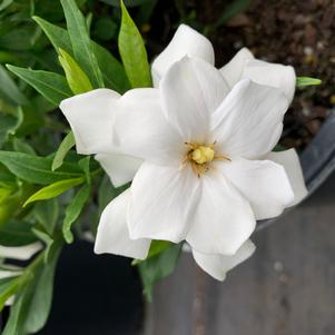 Gardenia jasminoides Frostproof Dwf