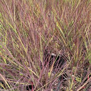 Andropogon gerardii Blackhawks