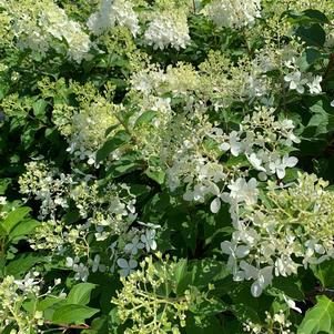 Hydrangea paniculata Phantom