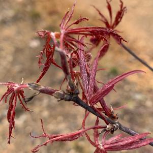 Acer palmatum Garnet