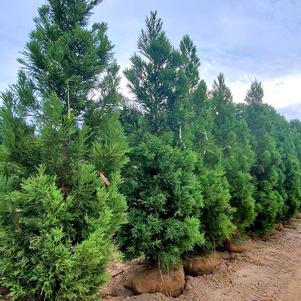 Cryptomeria japonica Yoshino