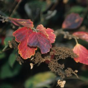 Hamamelis virginiana 