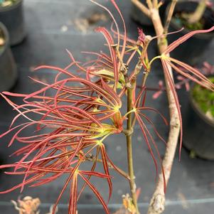 Acer palmatum Ginshi