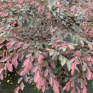 Loropetalum chinensis Zhuzhou Fuchsia