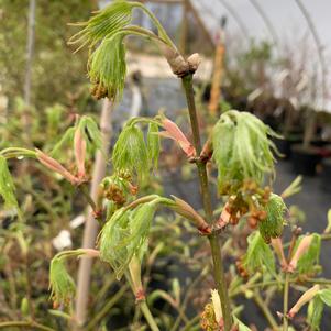 Acer palmatum Viridis