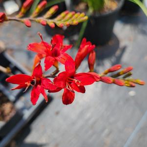 Crocosmia aurea Lucifer