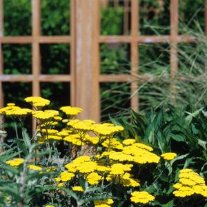 Achillea millefolium Moonshine