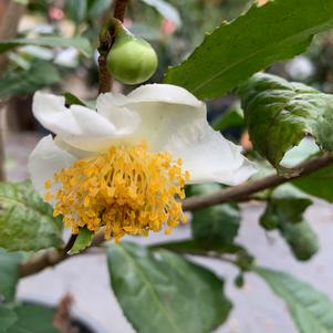 Camellia sinensis 