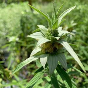 Monarda punctata 