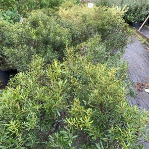 Myrica cerifera Strawberry Shortcake