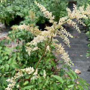 Astilbe arendsii (Brautschleier) Bridal Veil