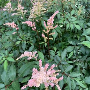 Astilbe japonica Peach Blossom