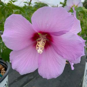 Hibiscus syriacus Full Blast® (ppaf) 