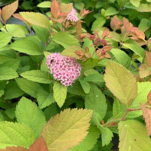 Spiraea Double Play® Big Bang® (PP21588) 