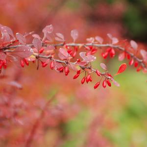 Berberis thunbergii Rose Glow