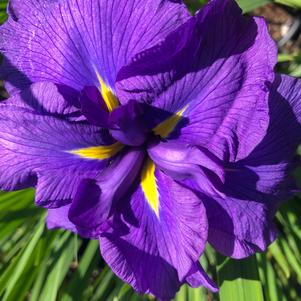 Iris ensata Crystal Halo