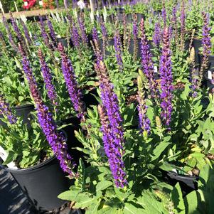 Salvia superba East Freisland