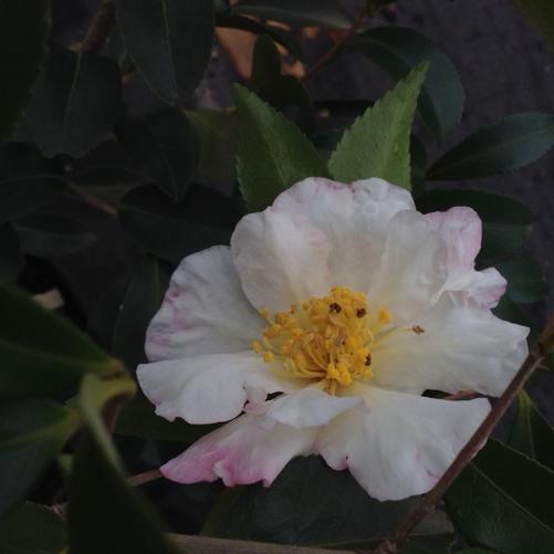 Camellia sasanqua Setsugekka