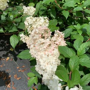 Hydrangea paniculata Vanilla Strawberry™ (PP20670) 