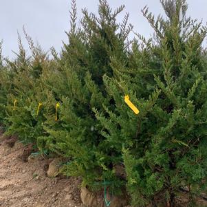 Juniperus virginiana Emerald Sentinel