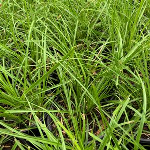 Carex cherokeensis 