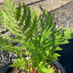 Fern-Dryopteris cycadina 