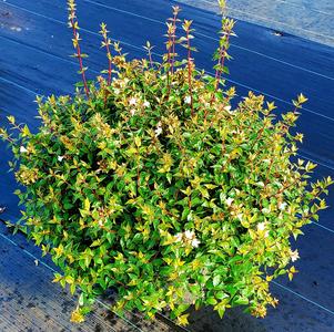 Abelia grandiflora 