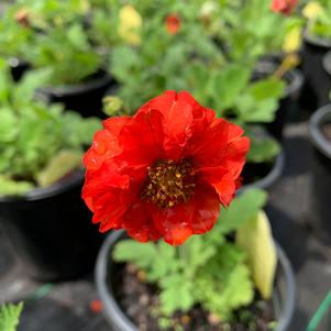 Geum Double Bloody Mary